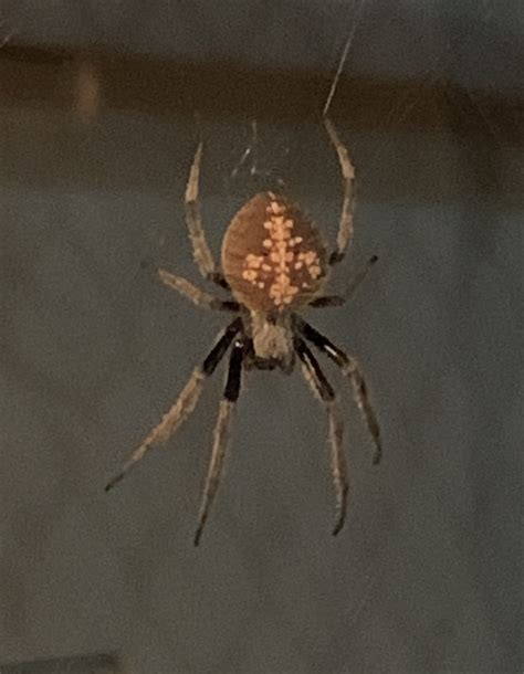 Eriophora ravilla (Tropical Orb-weaver) in Webster (suburb of Houston ...