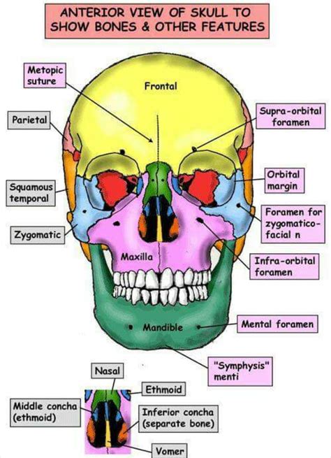 Bones of the skull anterior view | Dental anatomy, Basic anatomy and ...