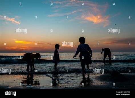 Sea Shells Collecting 的图像结果