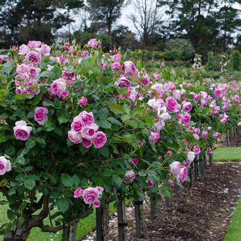 Formal Rose Garden Plans French Formal Rose Garden | Rotary Botanical