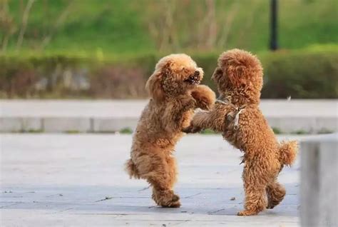 想养一只这样会跳舞的狗子！！