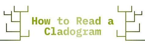 Image result for Sample Cladogram