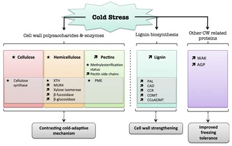 Cell Wall Metabolism in Response to Abiotic Stress