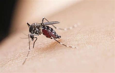 专家解释刚三月就有蚊子是为什么 蚊子一般几月份出现几月份结束 _八宝网