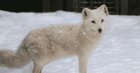 Digital Communications Coordinator (m/f/d) - FOUR PAWS International ...