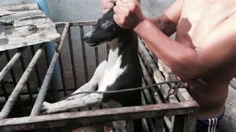 दुनिया में क्रूरता के लिए बदनाम ये बाजार, जिंदा जलाए जाते हैं जानवर ...