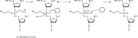DNA-Oligonukleotid-Synthese