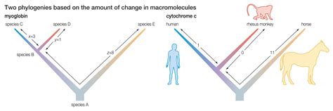 Mga pattern ng Macroevolution
