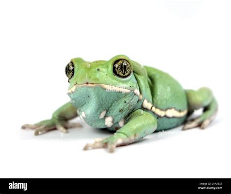 Waxy monkey frog Stock Photo - Alamy