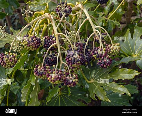 Evergreen shrub autumn uk hi-res stock photography and images - Alamy