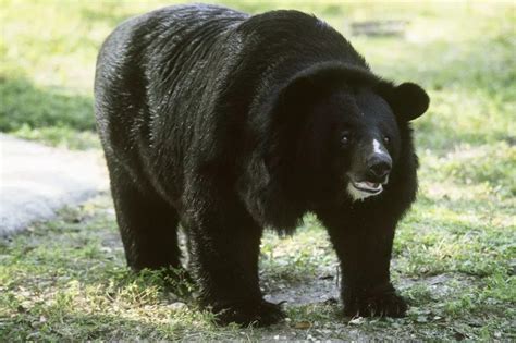 小兴安岭黑熊遭盗猎捕杀 当地居民公开出售“野味”！|盗猎|志愿者|非法捕猎_新浪新闻