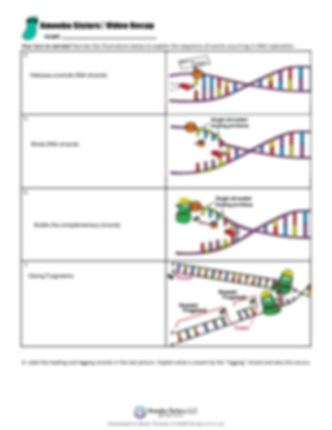 SOLUTION: Video recap of dna replication by amoeba sisters newheader v2 ...
