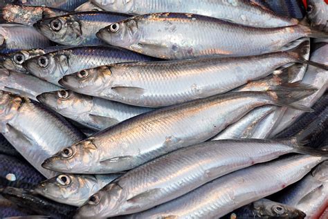 Tasty, nutritious and sustainable – new herring season gets underway ...