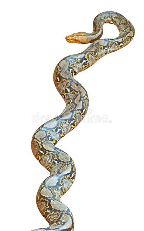 Image result for Reticulated Python Long Landscape