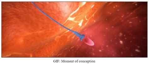Fertilization Definition, Significance, Mechanism & Implantation | AESL