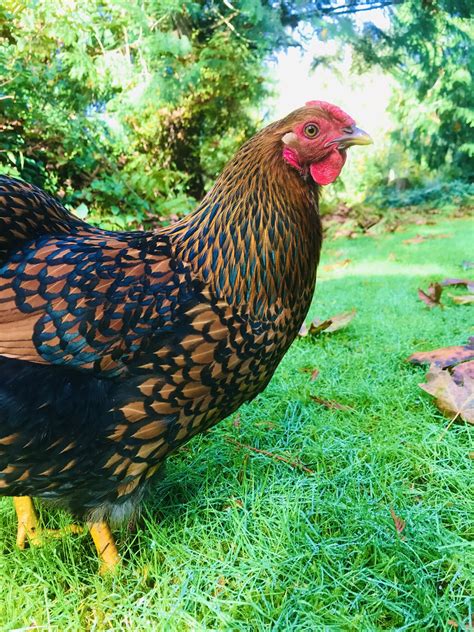 Gold-Lace Wyandotte | BackYard Chickens - Learn How to Raise Chickens