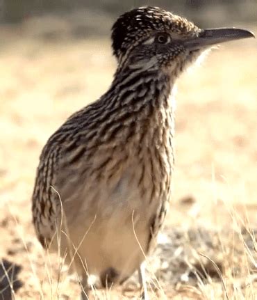 Road Runner Real Life 的图像结果
