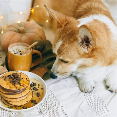 10 Common Signs of Fever in Dogs: What to Watch For – Fur Ball Story