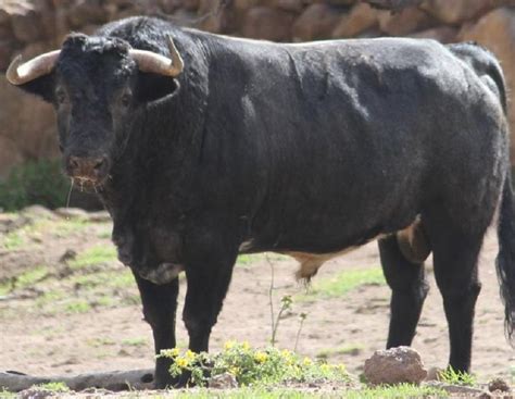 Listos, los toros de San Isidro Para el domingo en el “Sebastián Medina ...