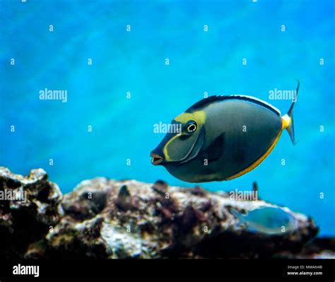 Color Fish 的图像结果