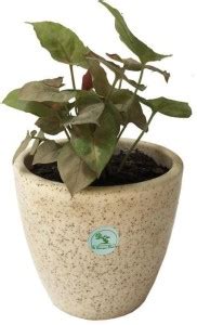 The Bonsai Plants Syngonium Plant Price in India - Buy The Bonsai ...
