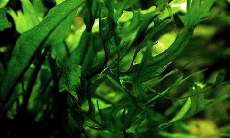 Java Fern Small Leaves at Tip 的图像结果