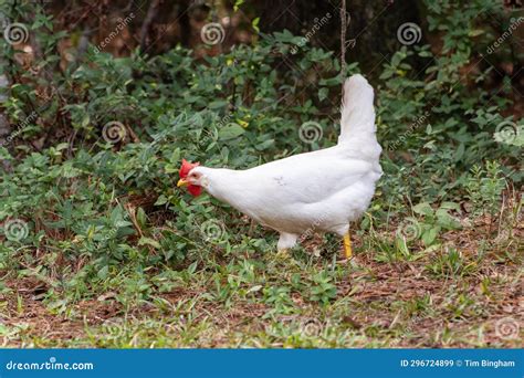 White Leghorn Hen Chicken Foraging Stock Image - Image of range ...