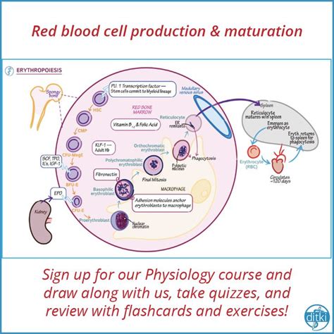 Image result for Explain Red Cell Production
