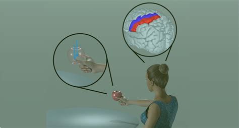 Image result for Neural Control Mechanism