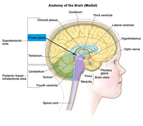 Pineal Gland & its Function - Cyst & Calcified Pineal Gland