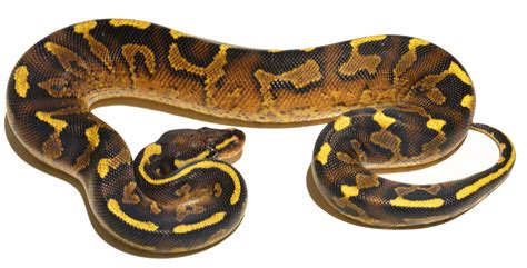 Image result for Asphalt Spider Ball Python