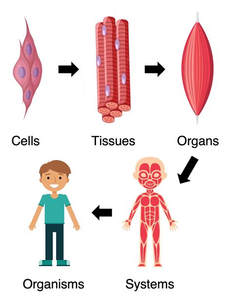 Image result for Multicellular Cells