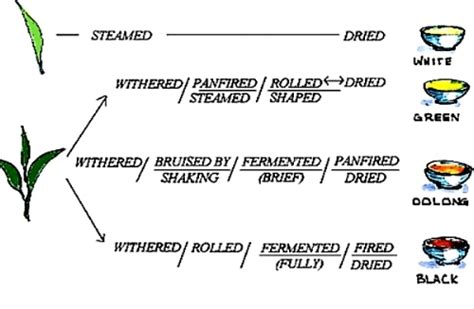 Image result for Tea Processing Steps
