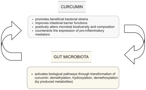 Curcumin and Its Potential Impact on Microbiota