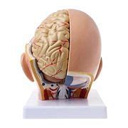 Buy Human Anatomy Head Skull Brain Cerebral Artery Anatomical Model For ...