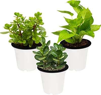 ABOUT SPACE Flower Pot - 6 Inch Plastic Planter Pots with Drain Hole ...