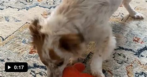 Nunchuck Charlie 的图像结果