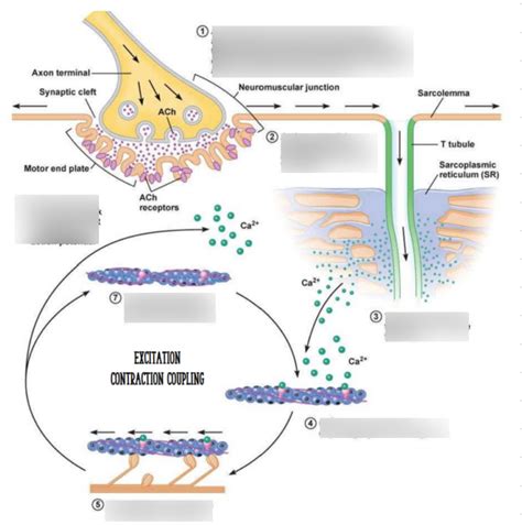 Image result for Skeletal Muscle Action Potential Graph