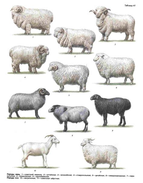 Breeds of sheep and breed characteristics for selecting sheep – Artofit