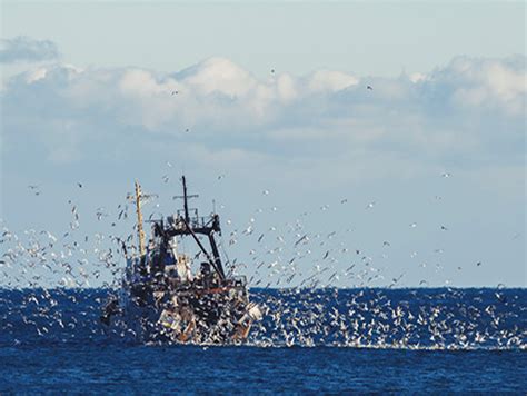 Image result for Fish Code List