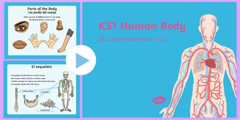 KS1 Human Body Information PowerPoint English/Spanish