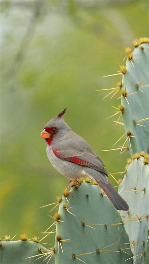 Bing Bird Wallpaper 的图像结果