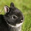 Image result for Mini Rabbit Breeds