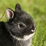 Image result for Dwarf Rabbit Animal