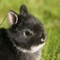 Image result for Small Bunny