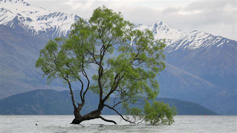 árvore wanaka, nova zelândia 8921150 Vídeo stock no Vecteezy