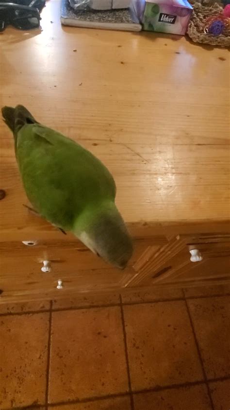 Image result for Fetch Training