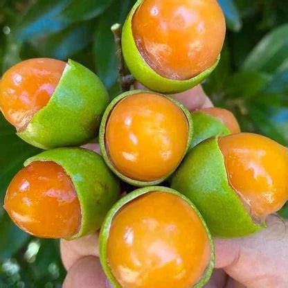 Guayas Fruit Live Plant – Exoticagrove