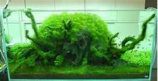 amano aquascape amano aquascape interior design ideas amano aquascape amano aquascape interior design ideas