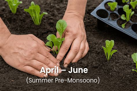 The Ultimate Month-by-Month Vegetable Growing Calendar India - Season ...